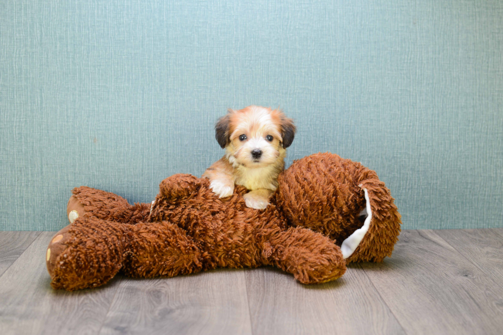 Small Morkie Baby