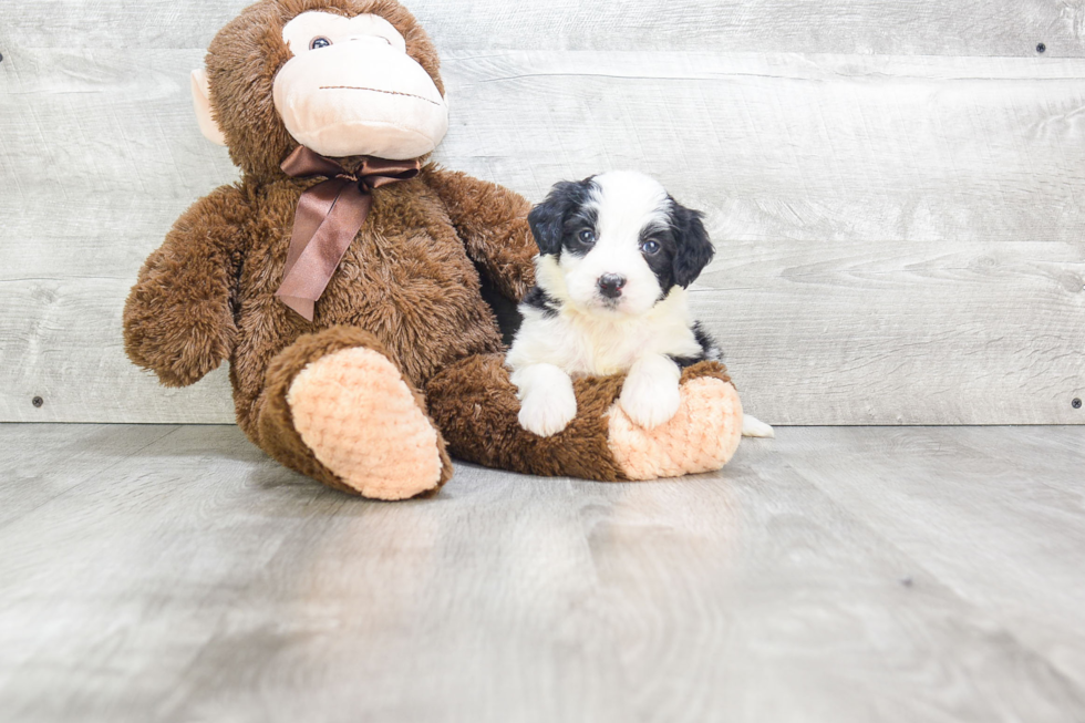 Funny Mini Bernedoodle Poodle Mix Pup