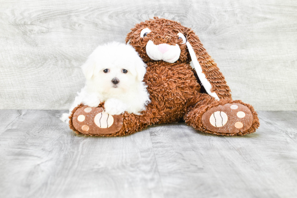 Happy Maltese Purebred Puppy