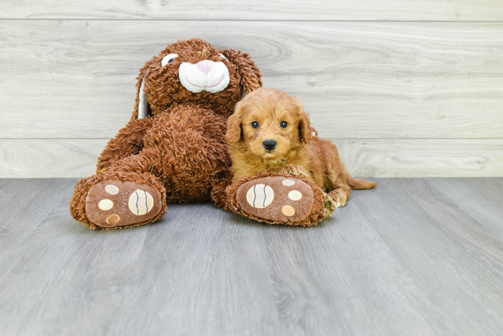 Fluffy Mini Goldendoodle Poodle Mix Pup