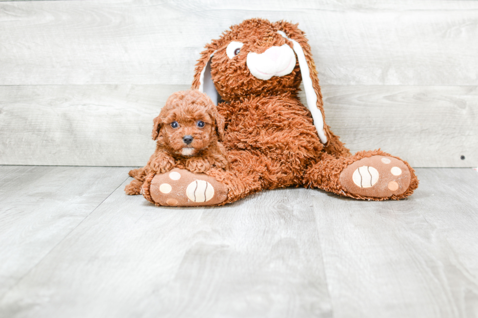 Cavapoo Pup Being Cute