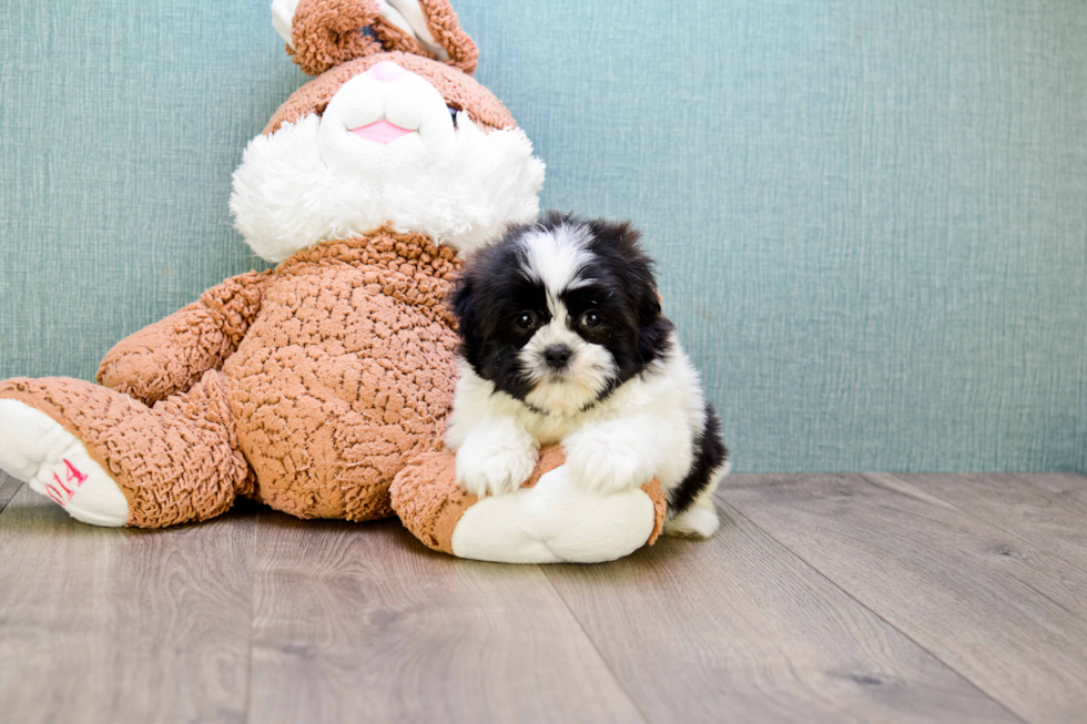 Happy Teddy Bear Baby