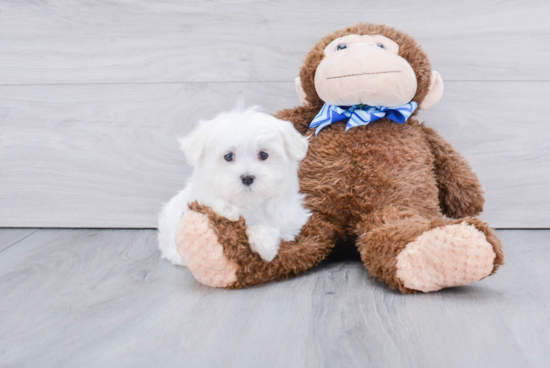 Friendly Maltese Purebred Pup