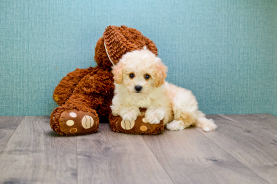 Energetic Cavoodle Poodle Mix Puppy