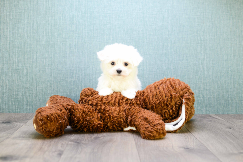 Playful Maltese Purebred Pup