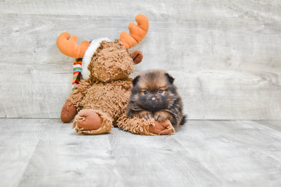 Pomeranian Pup Being Cute