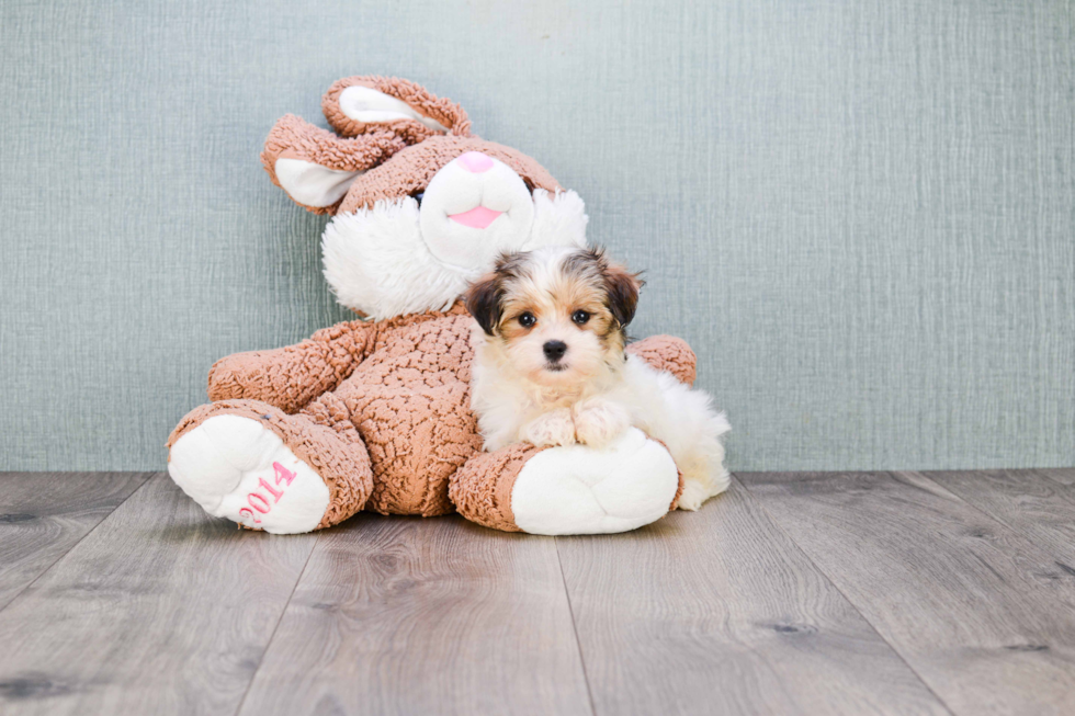 Happy Teddy Bear Baby