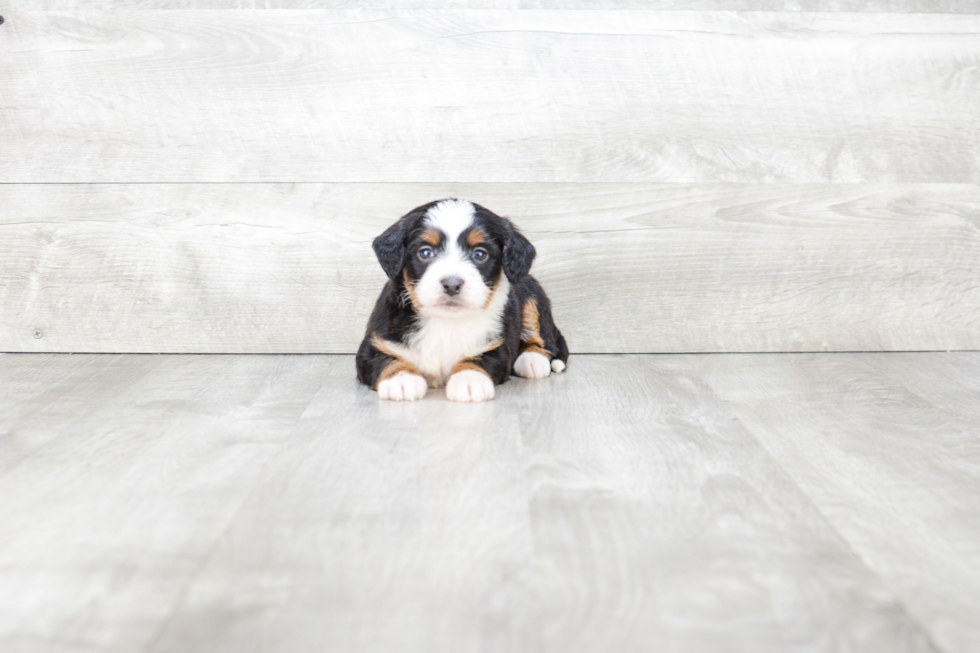 Mini Bernedoodle Pup Being Cute