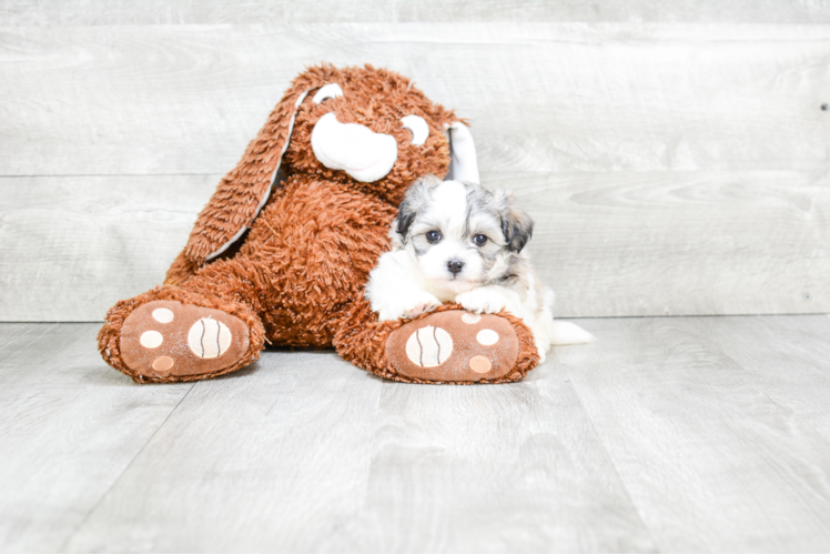 Energetic Maltese Poodle Poodle Mix Puppy