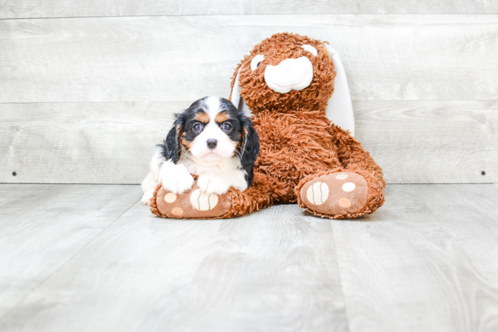 Cavalier King Charles Spaniel Pup Being Cute