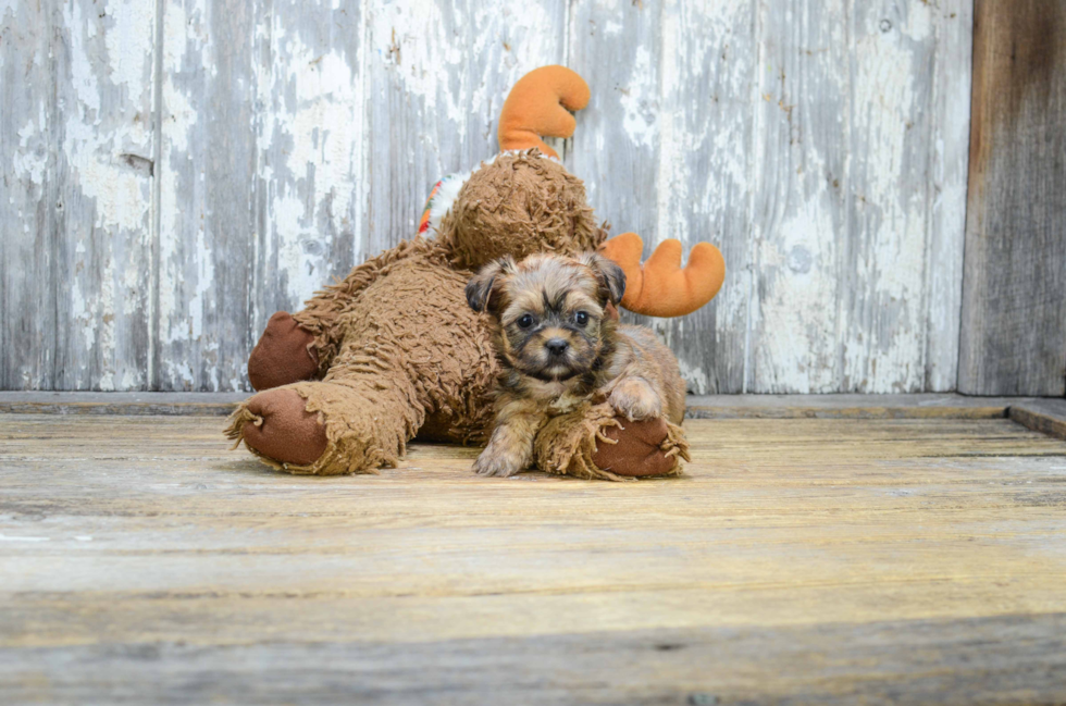 Shorkie Puppy for Adoption