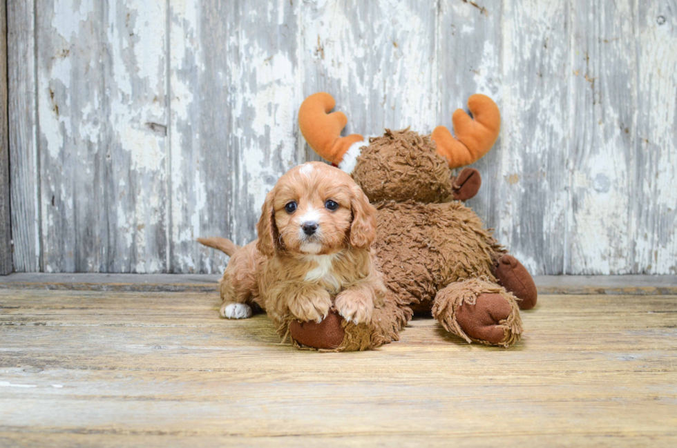 Cavapoo Puppy for Adoption