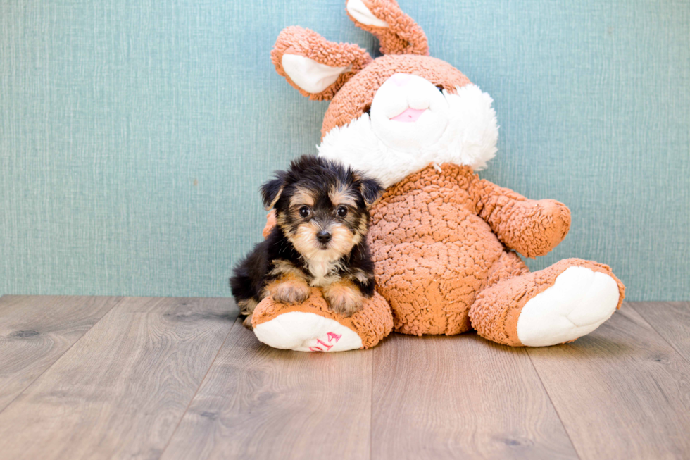 Morkie Pup Being Cute