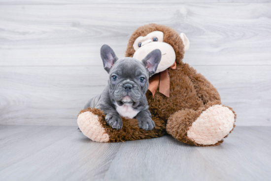 Best French Bulldog Baby