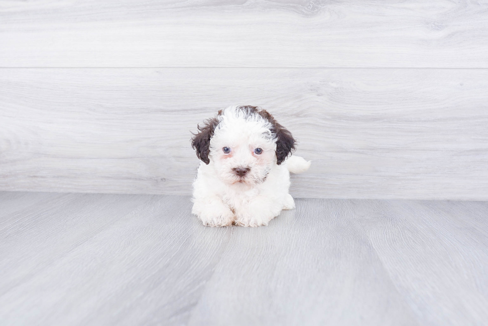 Havanese Pup Being Cute