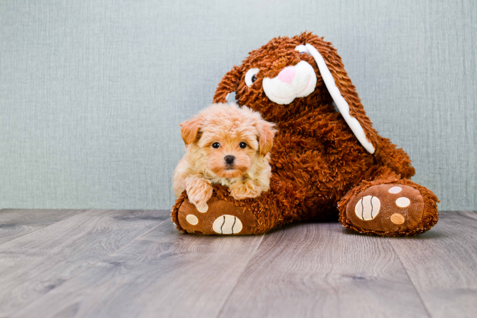 Sweet Maltipoo Baby