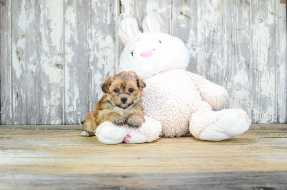 Cute Morkie Baby