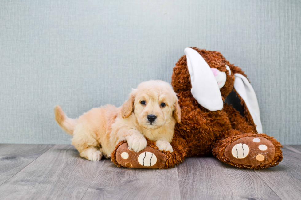 Adorable Golden Retriever Poodle Mix Puppy