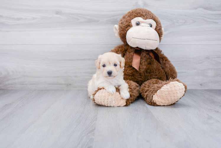 Maltipoo Puppy for Adoption