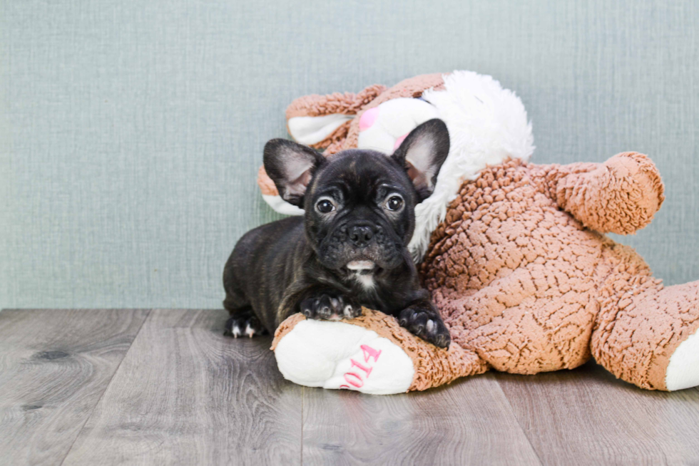 French Bulldog Pup Being Cute