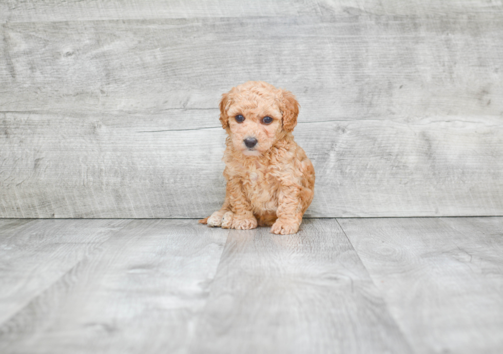 Friendly Maltipoo Baby