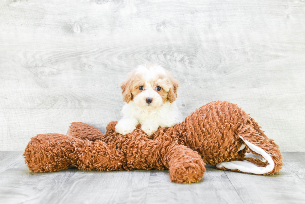 Friendly Cavapoo Baby