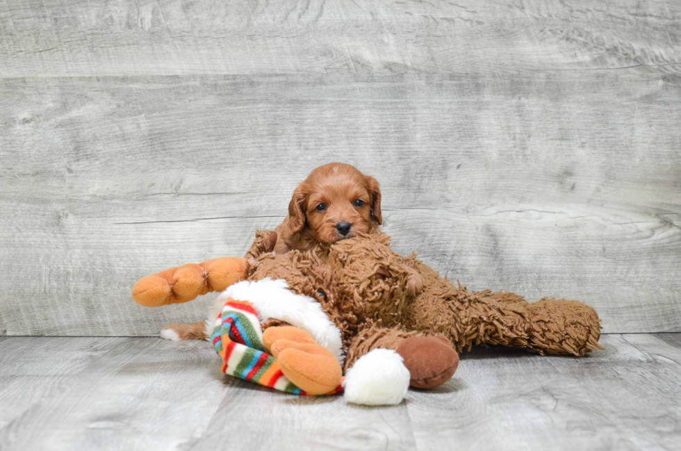 Cavapoo Puppy for Adoption