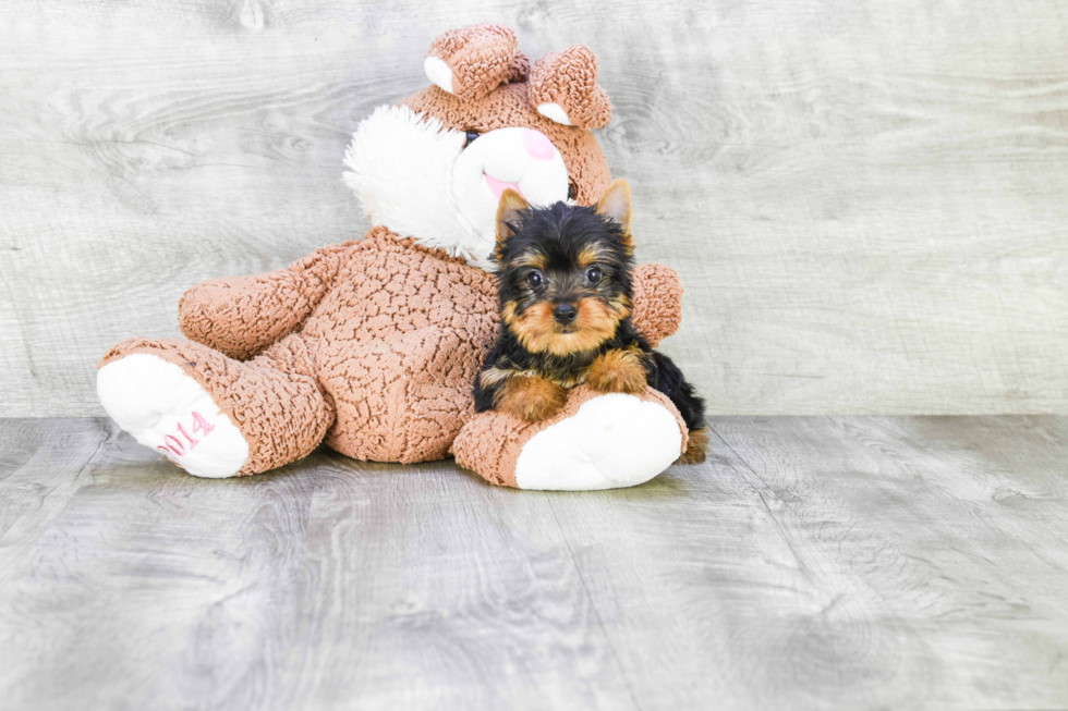 Meet Beckham - our Yorkshire Terrier Puppy Photo 