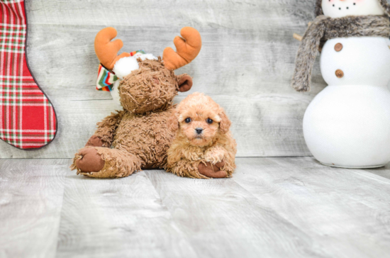 Playful Cavoodle Poodle Mix Puppy