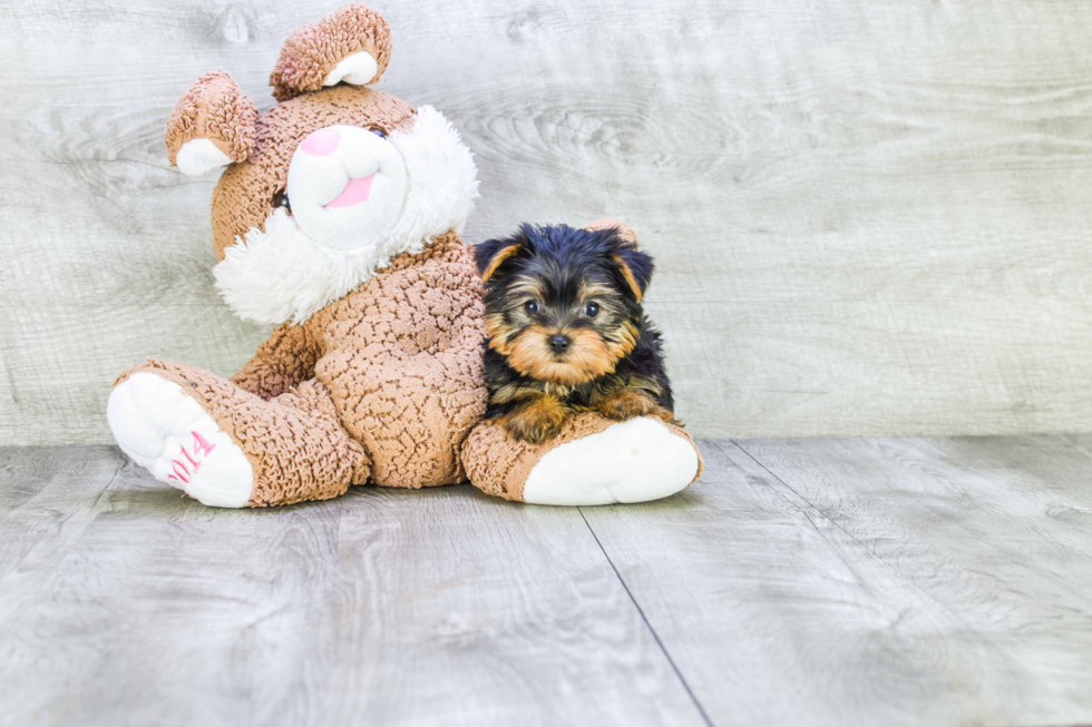 Meet Bella - our Yorkshire Terrier Puppy Photo 