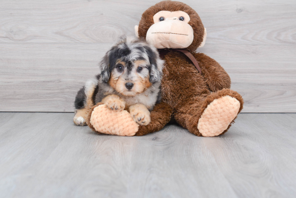 Energetic Aussiepoo Poodle Mix Puppy