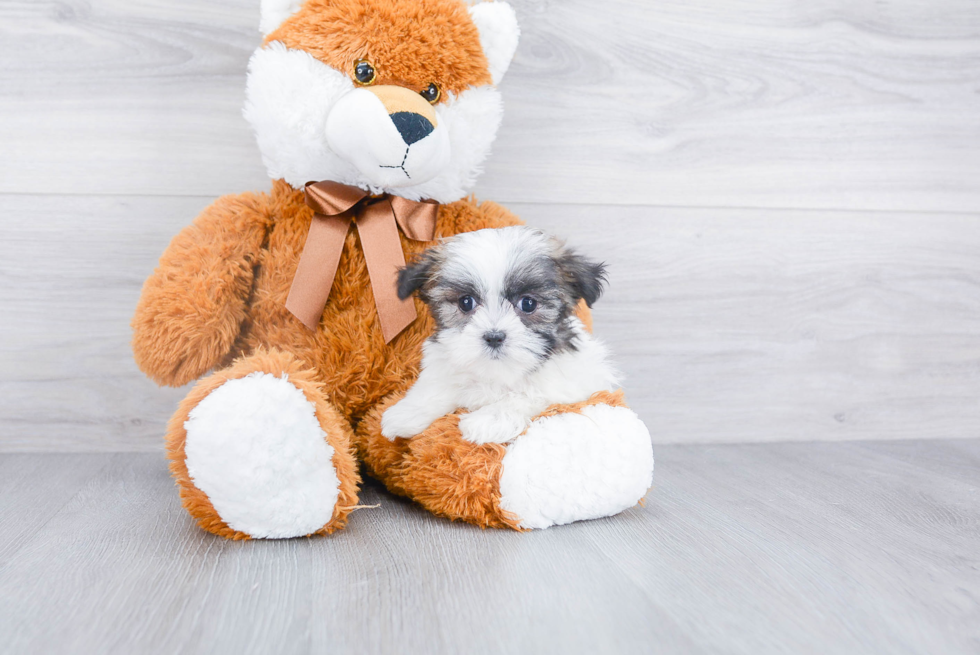 Best Teddy Bear Baby