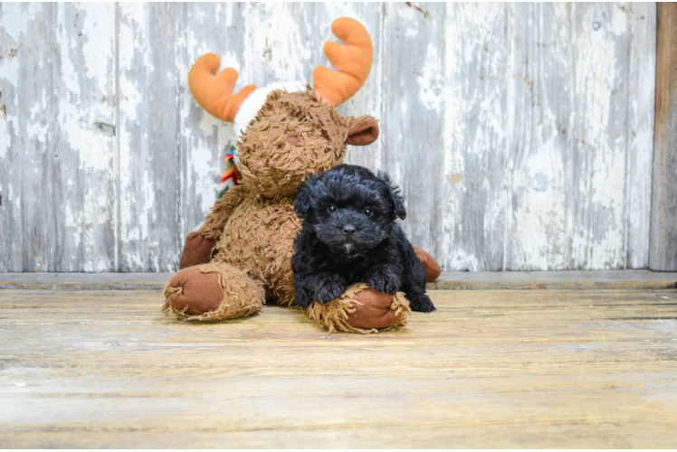 Fluffy Maltipoo Poodle Mix Pup