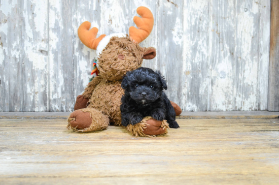 Fluffy Maltipoo Poodle Mix Pup