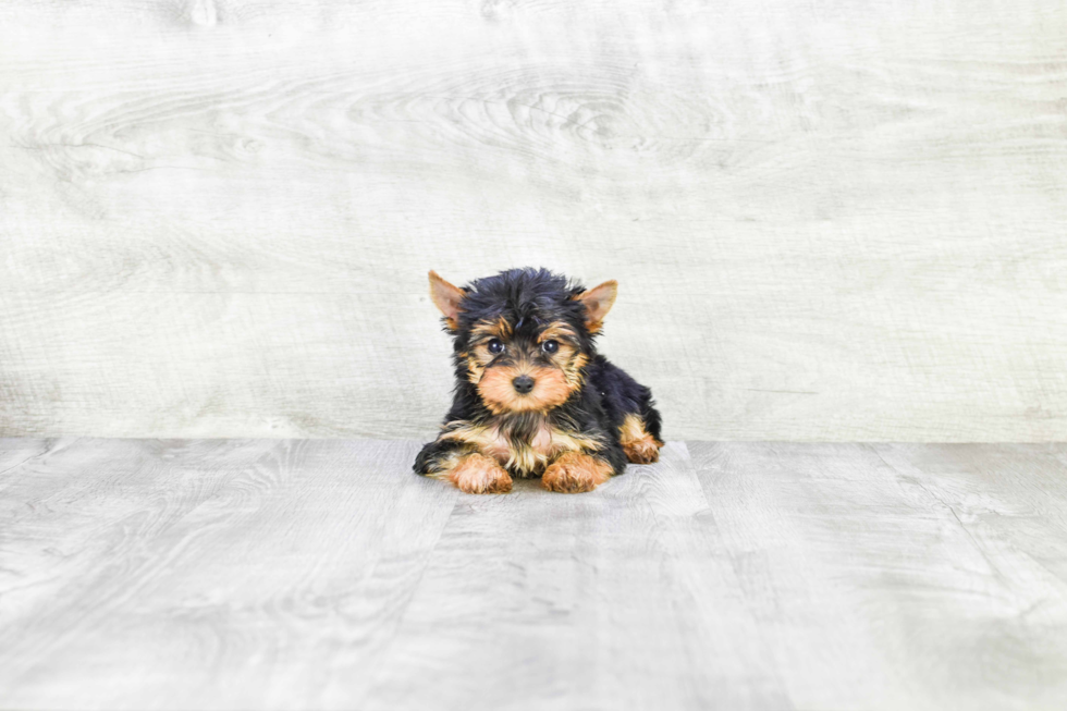 Meet Fiona - our Yorkshire Terrier Puppy Photo 