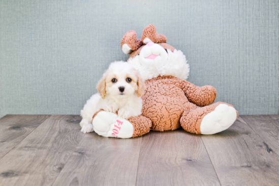 Best Cavachon Baby