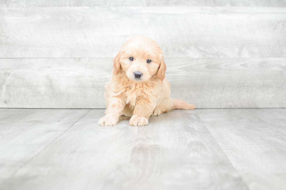 Mini Goldendoodle Puppy for Adoption