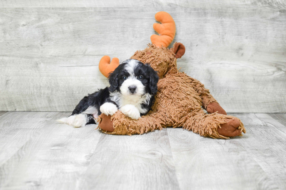 Sweet Mini Bernedoodle Baby