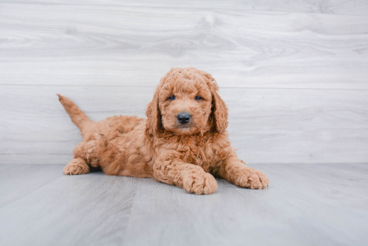 Popular Mini Goldendoodle Poodle Mix Pup