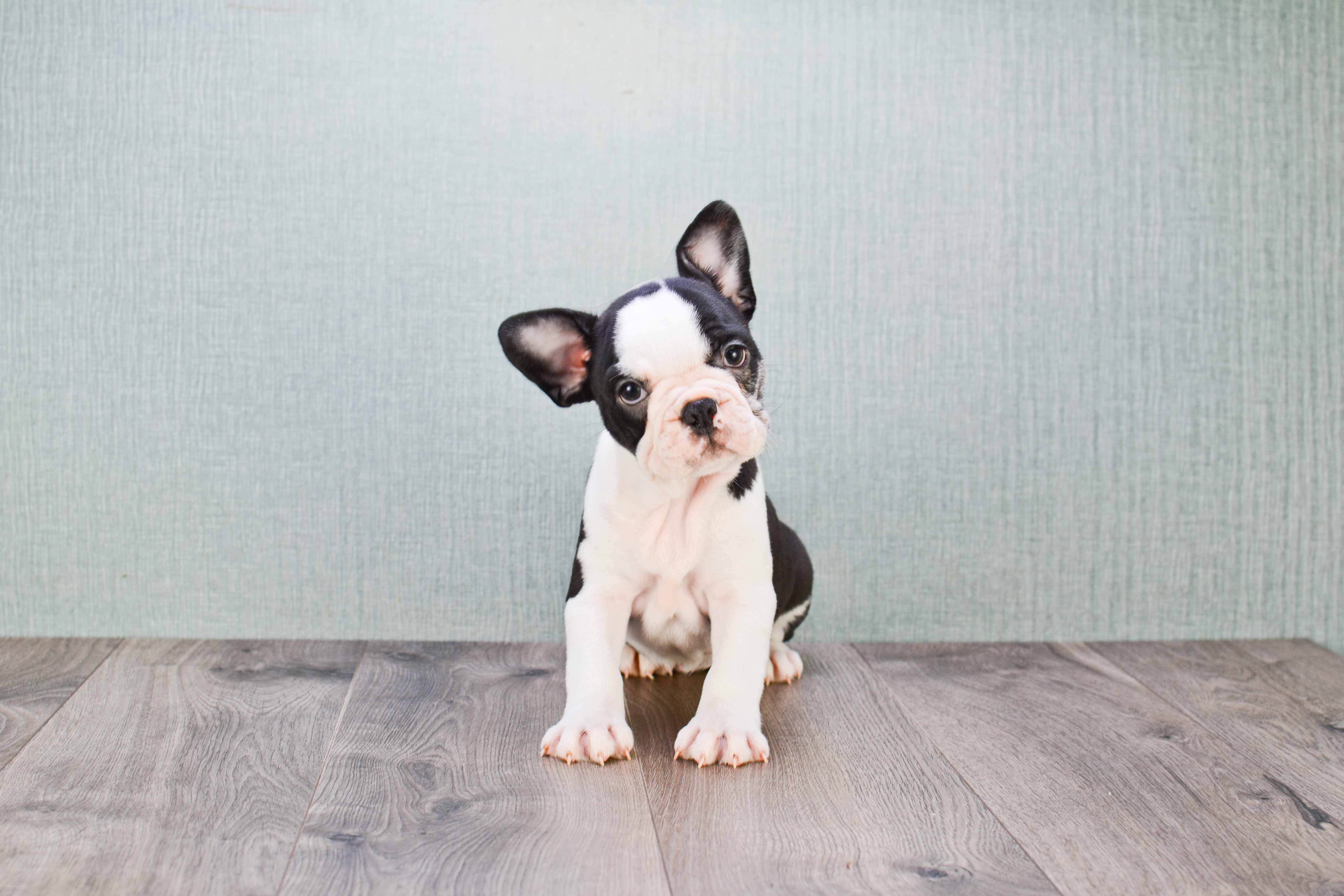 Best French Bulldog Baby