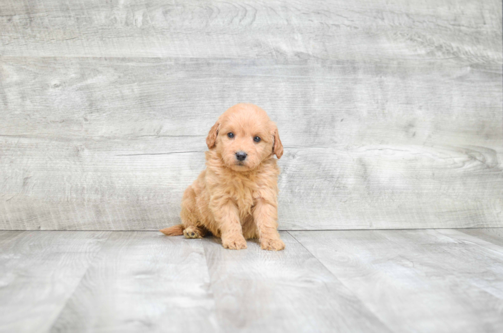 Best Mini Goldendoodle Baby