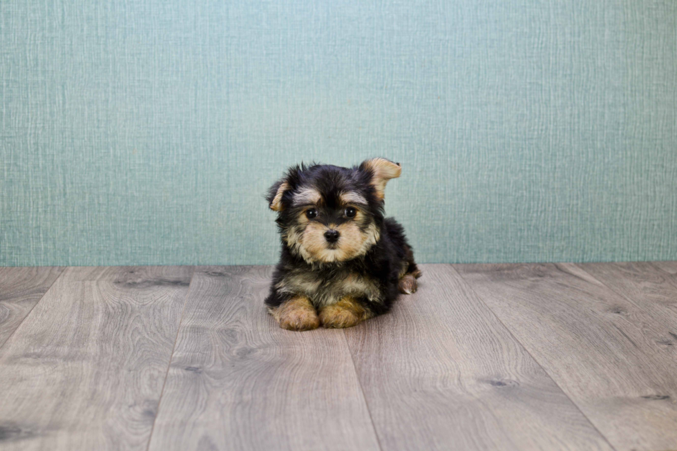 Morkie Pup Being Cute