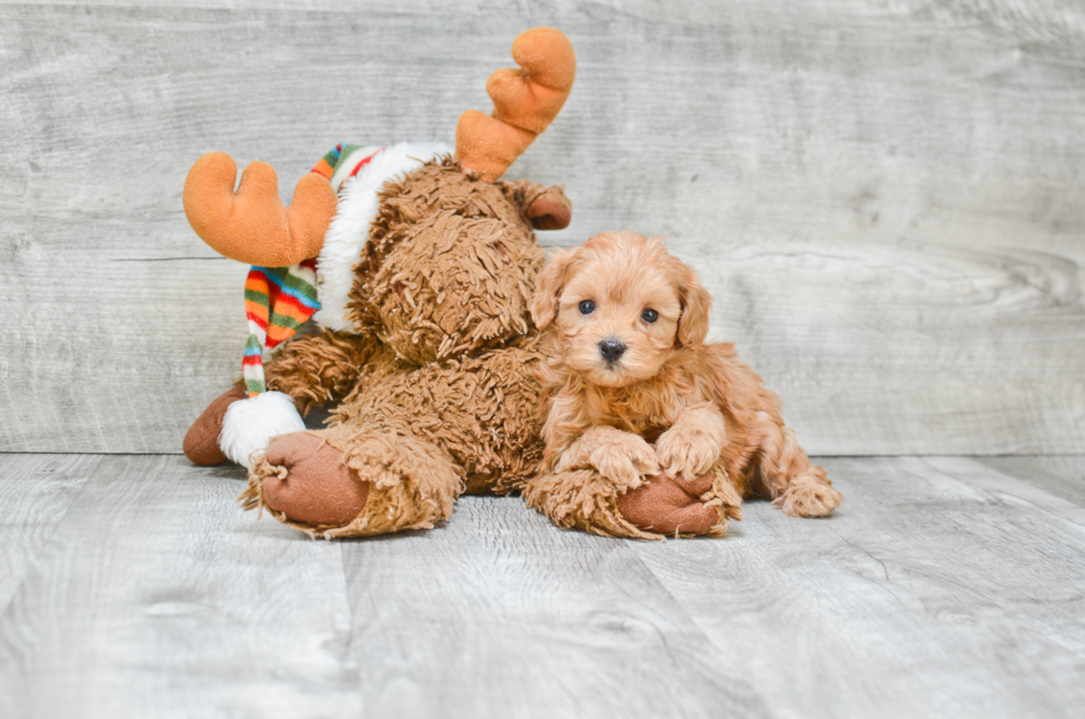 Hypoallergenic Cavoodle Poodle Mix Puppy