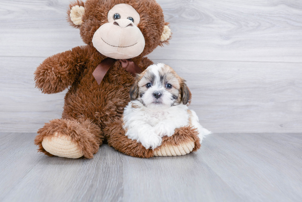 Playful Shichon Designer Puppy