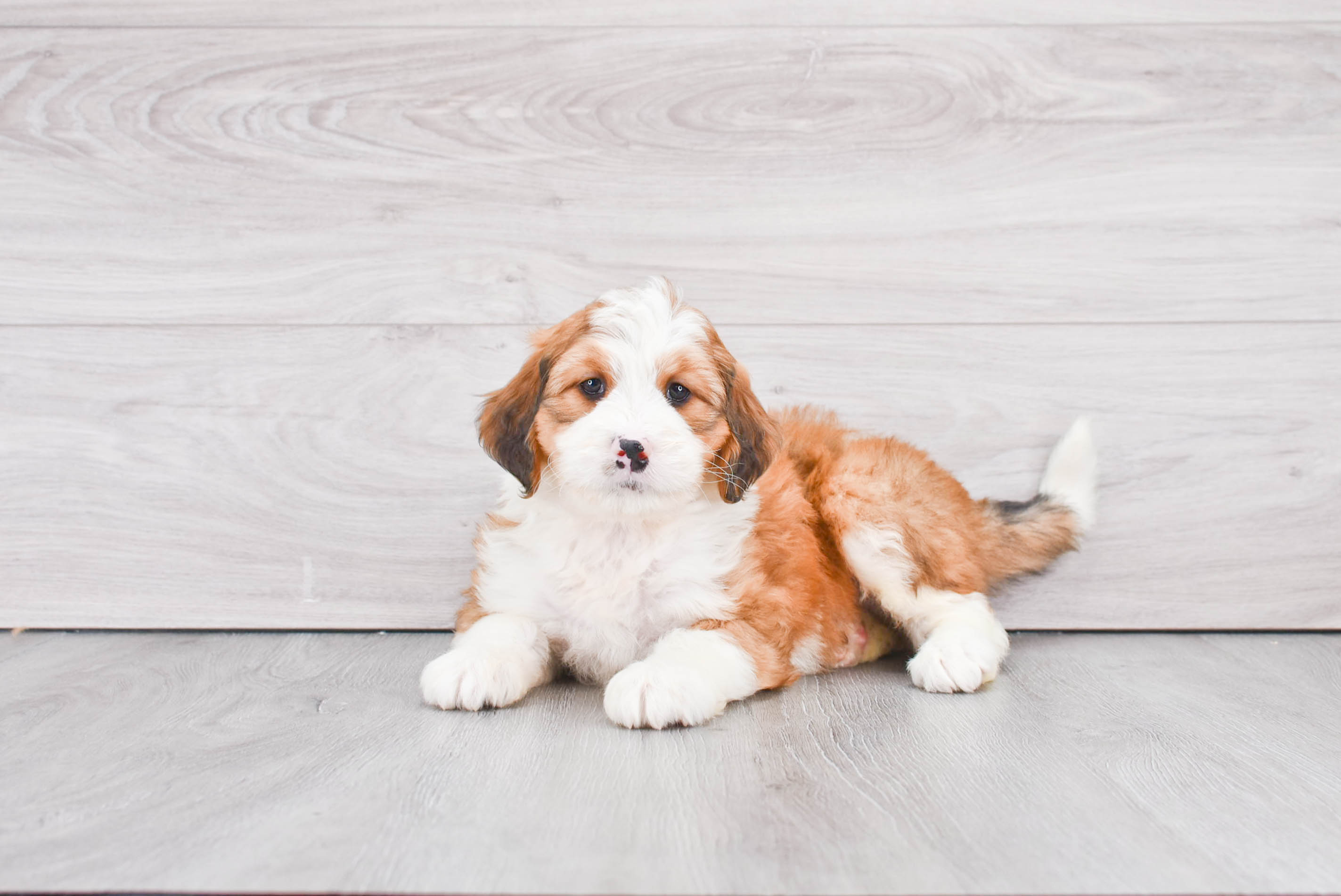 Mini Bernedoodle Puppy for Adoption