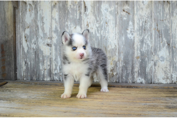 Pomsky Pup Being Cute