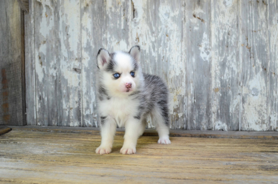 Pomsky Pup Being Cute