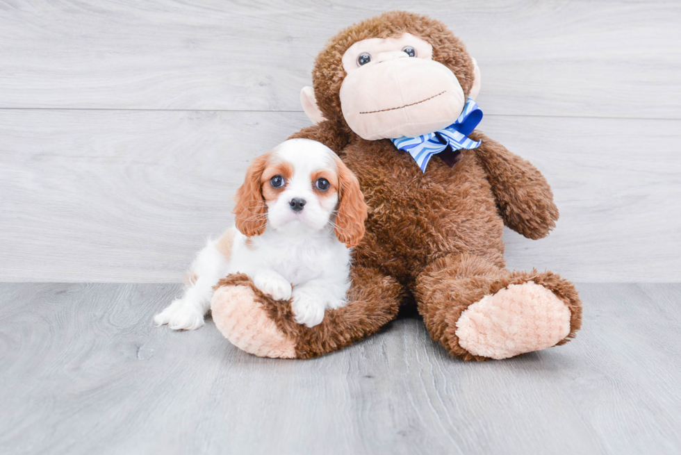 Adorable Cavalier King Charles Spaniel Purebred Puppy