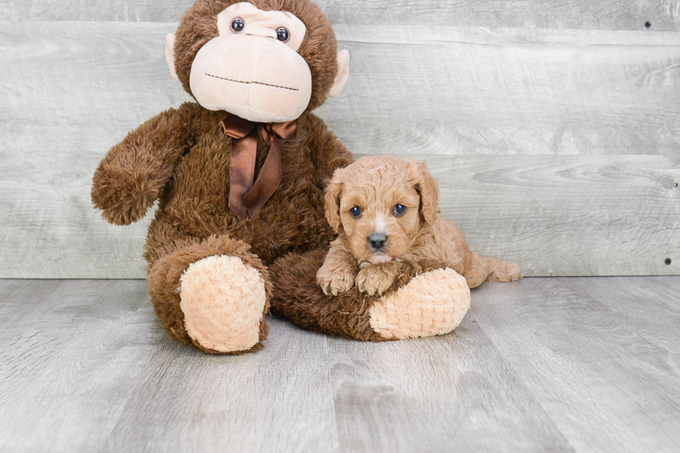 Cavapoo Puppy for Adoption