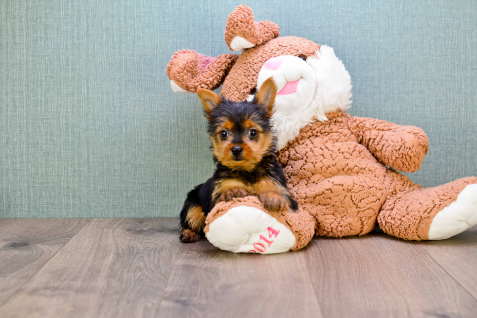 Meet Steph - our Yorkshire Terrier Puppy Photo 